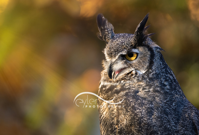 Great Horned Owl