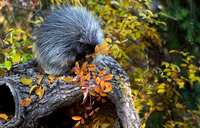 Porcupine