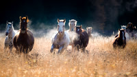 Horses Running on a Cold Day