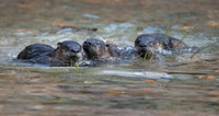 River Otters x 3