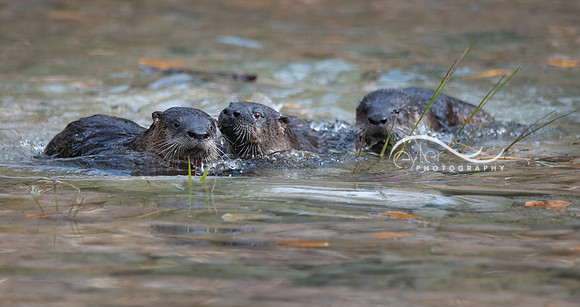 River Otters x 3