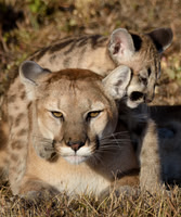 Mountain Lion with Cub