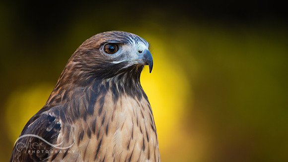 Red Tailed Hawk
