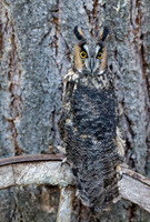 Long Eared Owl