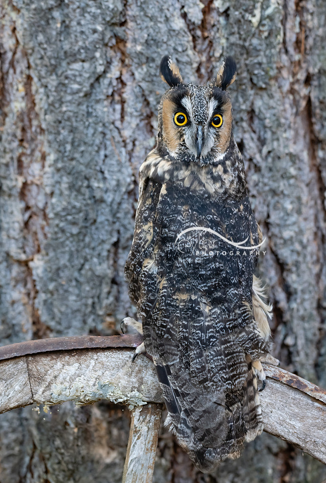 Long Eared Owl