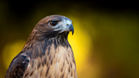 Red Tailed Hawk
