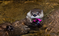 River Otter with some Shades
