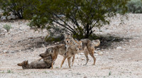coyotes mating