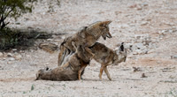 Coyote "Action"
