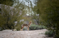 the female coyote