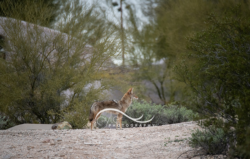 the female coyote