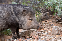 Javelina