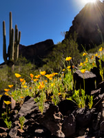 Picacho Peak