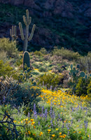 Picacho Peak State Park