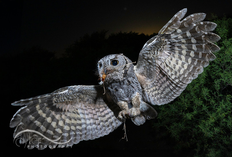 Screech Owl with cockroach