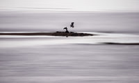Young Challenges the Old Bald Eagle