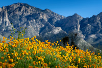 Catalina State Park with Poppies