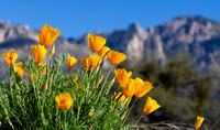 Catalina State Park with Poppies