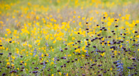 Catalina State Park