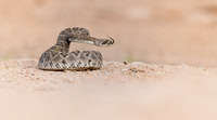 Western Diamondback Rattlesnake