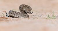 Western Diamondback Rattlesnake