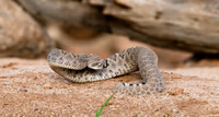 Western Diamondback Rattlesnake