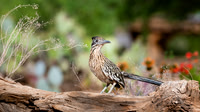 Roadrunner