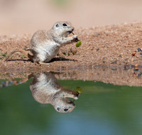 Round Tailed Ground Squirrel