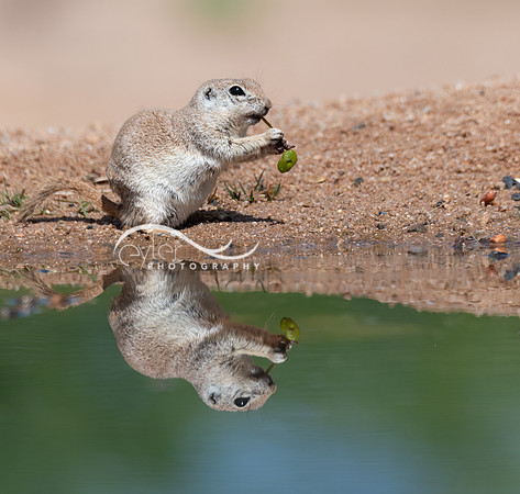 Round Tailed Ground Squirrel