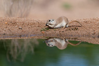 Round Tailed Ground Squirrel