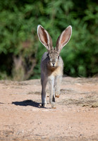 Jackrabbit--juvenile