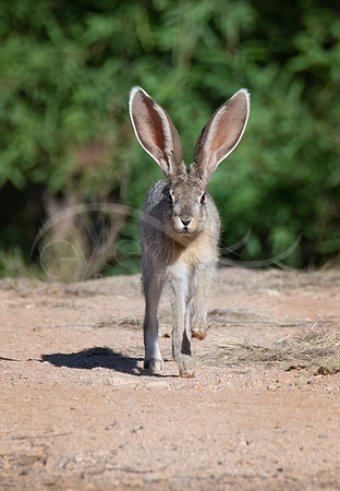 Jackrabbit--juvenile