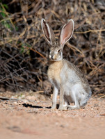 Jackrabbit--juvenile