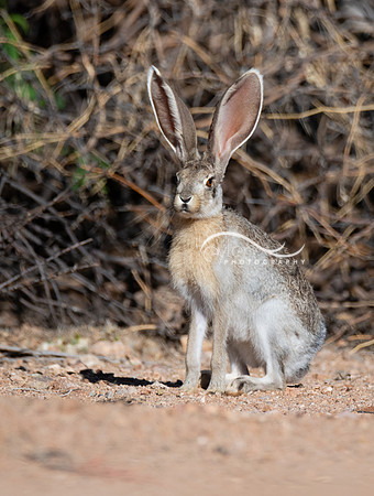 Jackrabbit--juvenile