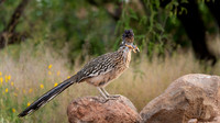 Roadrunner