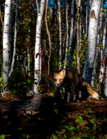 Fox in Birch Trees