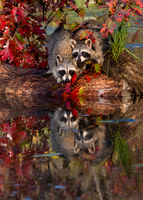 Raccoons