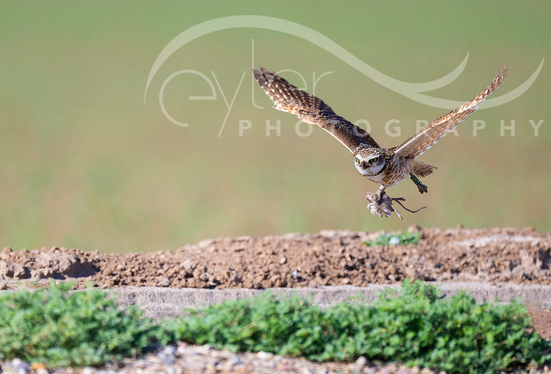 Burrowing Owl with mouse