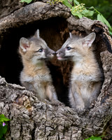 Grey Fox Kits