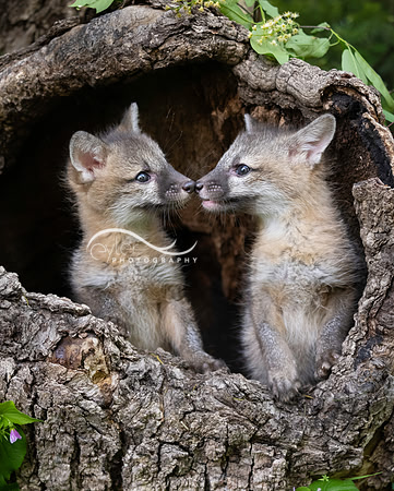 Grey Fox Kits