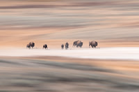 Running Bison