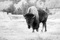 Bison