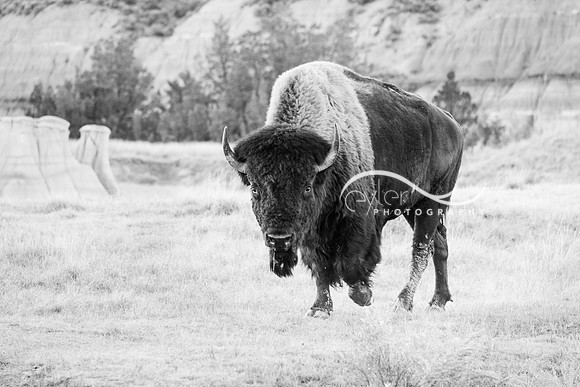 Bison