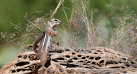 Antelope Squirrel