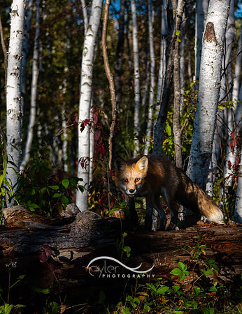 Fox in Birch Trees
