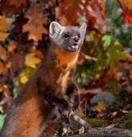 Pine Marten