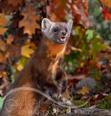Pine Marten