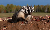 Badger