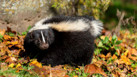 skunk