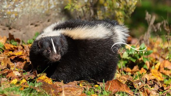 skunk
